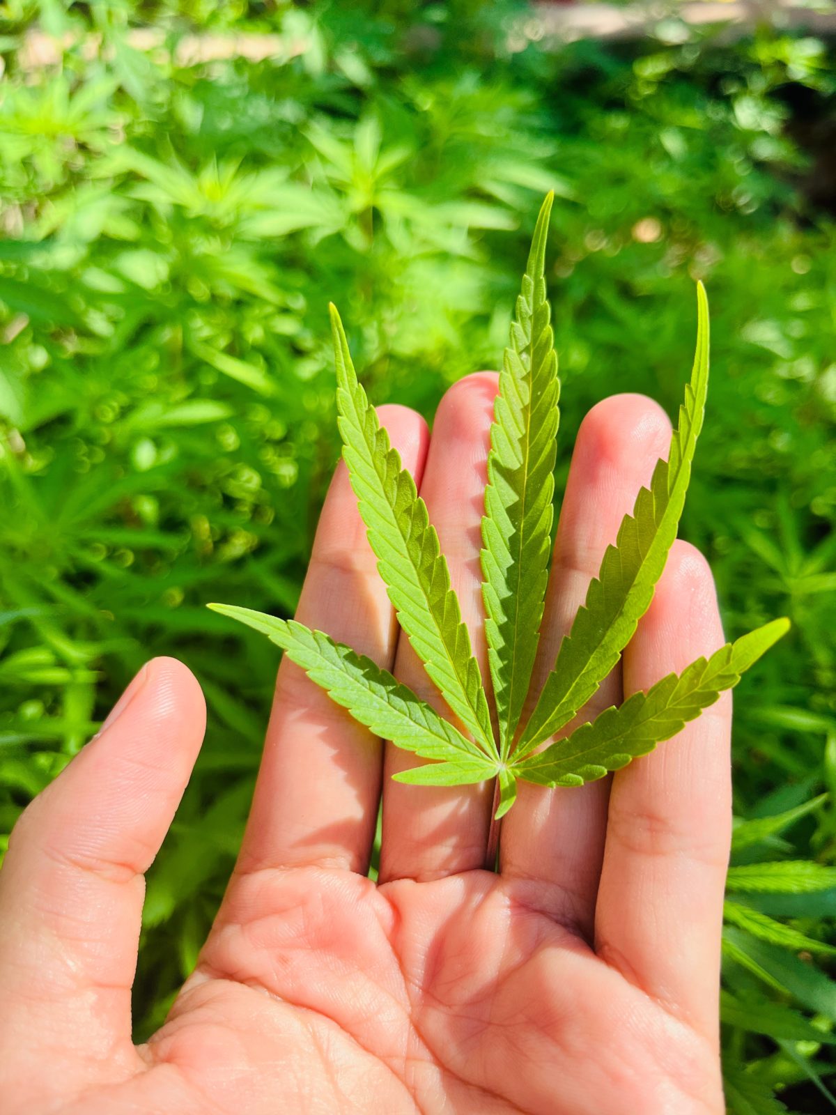 Quels sont les effets secondaires du CBD?