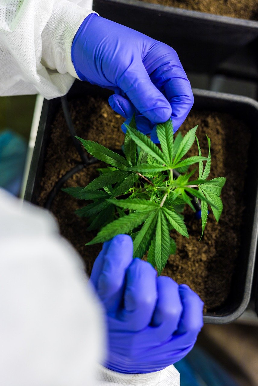 Comment devenir producteur de CBD en France?